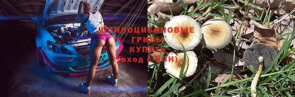 ГАЛЛЮЦИНОГЕННЫЕ ГРИБЫ Аркадак